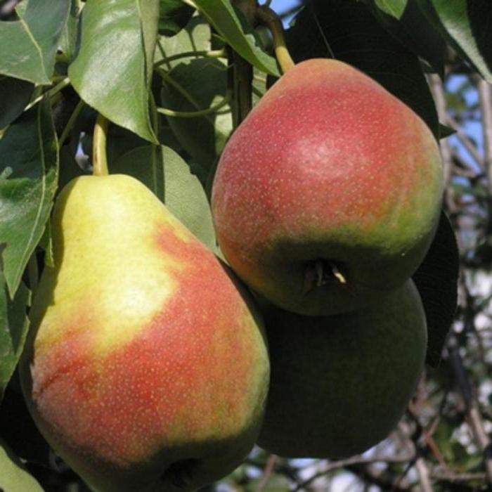 Самарская красавица image Самарская красавица Груша: Самарская красавица